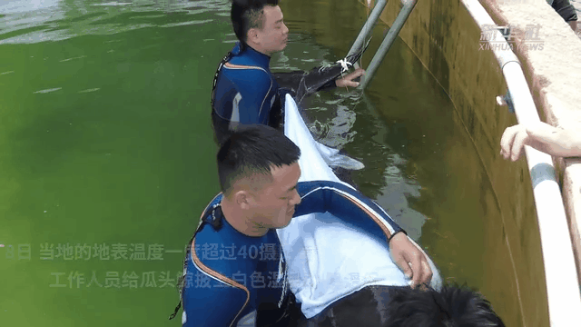 浙江搁浅的最后一头瓜头鲸能否顺利回&ldquo;家&rdquo;？