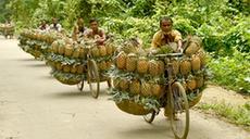 孟加拉国：菠萝收获