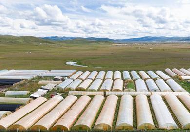 高原蔬菜&ldquo;登山&rdquo;记