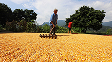 &ldquo;晒秋&rdquo;忙