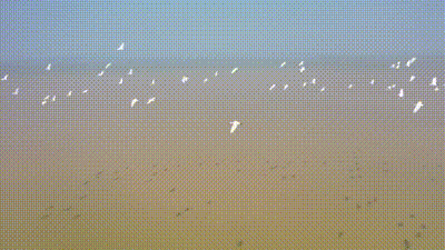 迁徙越冬进行时 黑鹳翩跹舞鄱湖