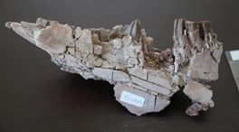 远古发现｜恐龙也换牙吗？