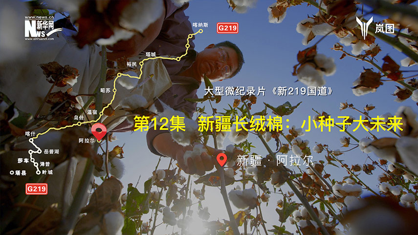 大型微纪录片《新219国道》第12集 新疆长绒棉：小种子大未来