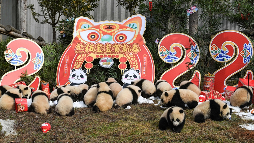 超萌“滚滚”拜年啦！20只熊猫宝宝集体亮相贺新春