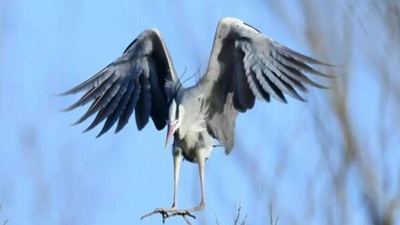 10年，18万公里路，50万张照片 &ldquo;追鸟人&rdquo;用镜头定格人鸟和谐