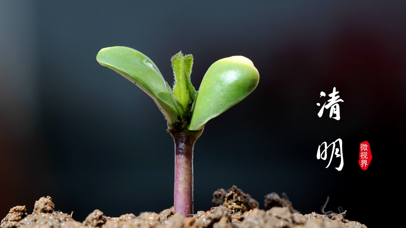 微视界&mdash;&mdash;清明