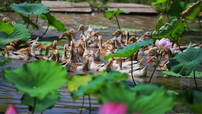 老区新貌丨数说如今浙西南：革命老区奔向共同富裕