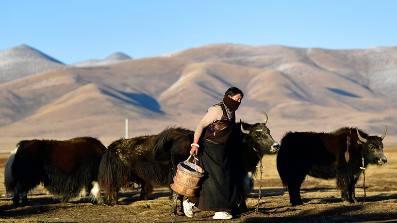 古老畜牧业重焕生机——青海玉树牦牛产业观察