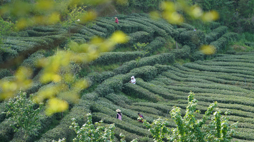国际茶日丨盛世清尚越千年的中国茶