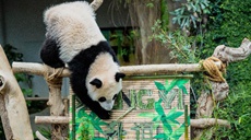 中国旅马大熊猫“靓靓”的第三只宝宝取名“升谊”