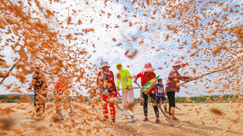 山东麦收进度已近七成