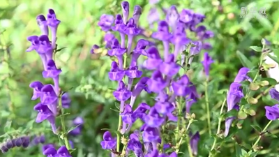 黑龙江勃利:寒地中草药产业助力乡村振兴