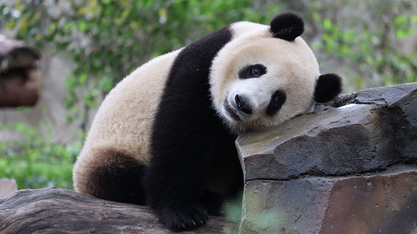 成都大熊猫繁育研究基地恢复开园
