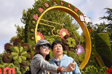 青岛:赏菊正当时