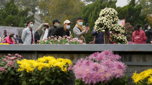 北京：秋日赏菊