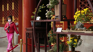 北京：秋日赏菊