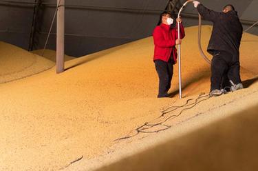 新华全媒+丨黑龙江绥化：&ldquo;金豆&rdquo;迎丰收 仓储流通忙