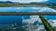 &ldquo;水质风向标&rdquo;化身&ldquo;致富菜&rdquo;