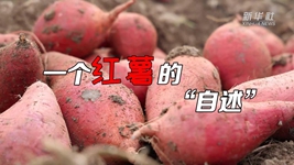 想看看红薯的&ldquo;镀金&rdquo;之旅吗？来听听&ldquo;自述&rdquo;吧！