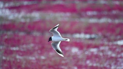生态好不好，看鸟就知道&mdash;&mdash;辽河口湿地保护见闻