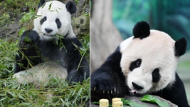 大熊猫&ldquo;团团&rdquo;，感谢你带给两岸同胞的美好回忆！