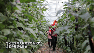 &ldquo;中国蔬菜之乡&rdquo;寿光蔬菜产销一线见闻