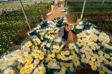 &ldquo;云花&rdquo;跨越山海香飘日本