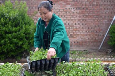 &ldquo;订单育苗&rdquo;播向希望的田野