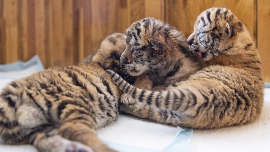 黑龙江：东北虎进入繁殖高峰期