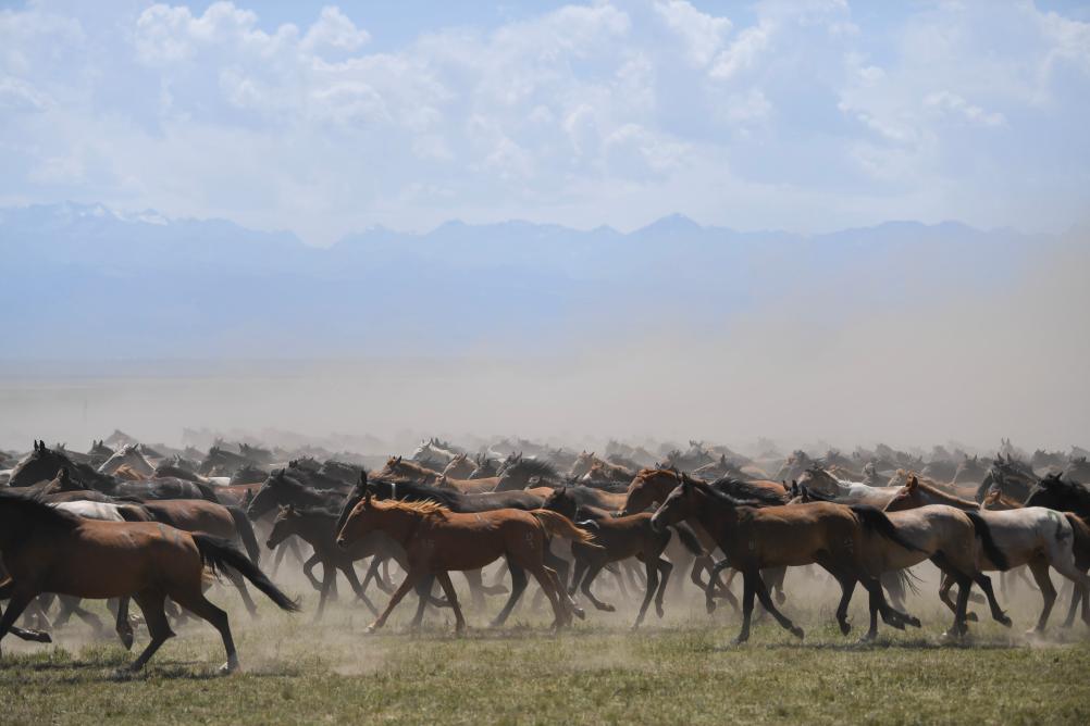 来新疆昭苏看&ldquo;万马奔腾&rdquo;
