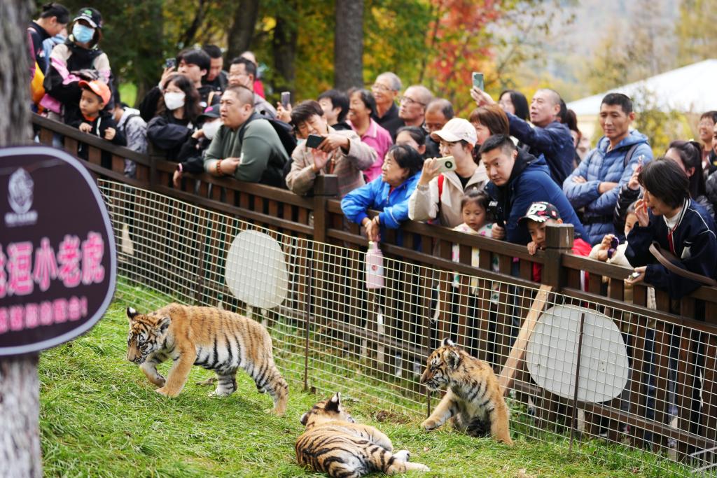 &ldquo;黄金周&rdquo;观虎