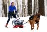 狗拉雪橇公开赛(高清组图)