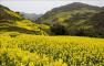 四川荥经：阳春三月菜花黄(高清)