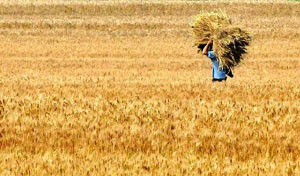 粮食安全有保障 进口粮食仅相当产量的2%