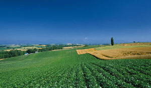 切实保护好耕地