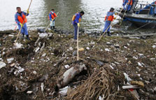 黄浦江上的死猪