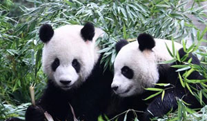 花好总有月圆时 大陆和台湾是共同的家园