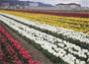 组图：郁金香盛开香格里拉