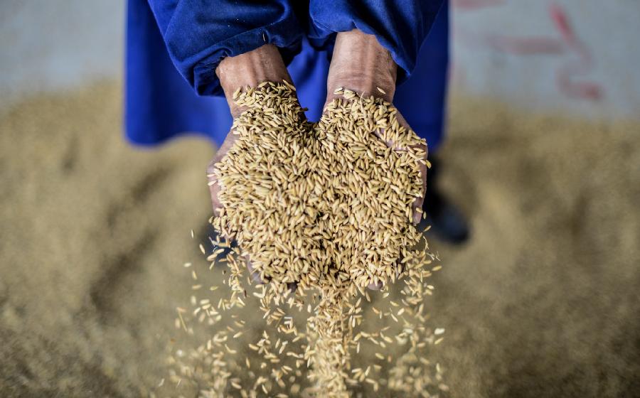 镉源难寻 “毒米”伤谁？