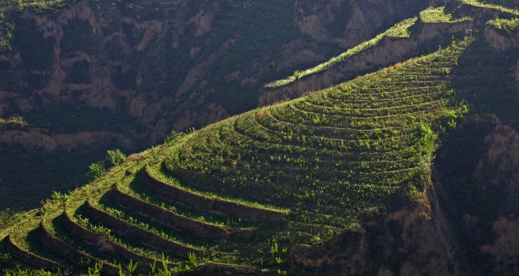 陕西关克&mdash;&mdash;黄土高原添新绿