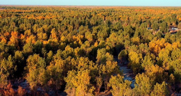 新疆广袤的塔里木胡杨林