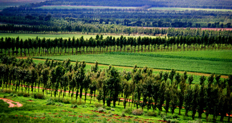 内蒙古孟宪毅——黄洋洼草场防护林
