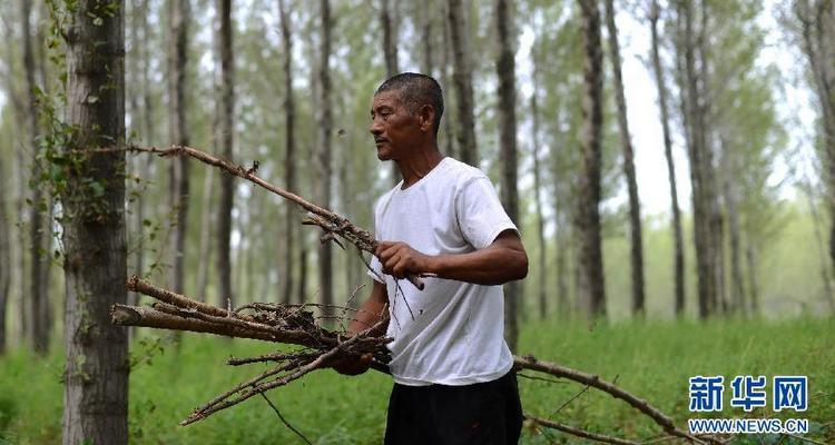 庄守信：为小家造林 成大家绿荫