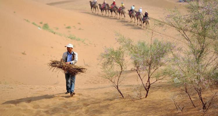 宁夏中卫：小小草方格 治理大沙漠