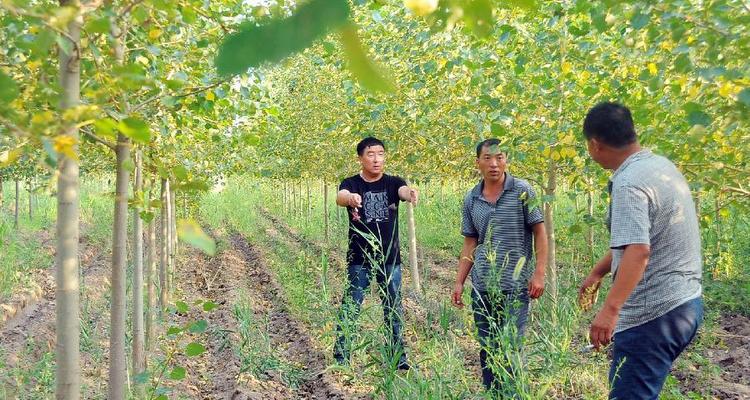 吉林西部“八百里瀚海”重披绿装