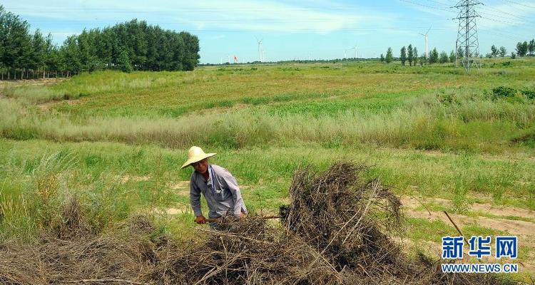 “治沙狂人”万平:把绿阴种到人们心中