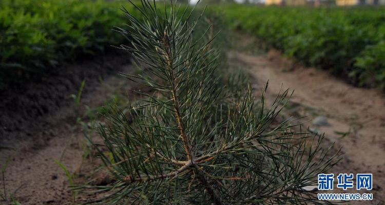 吉林省双辽市为三北防护林增添新生命