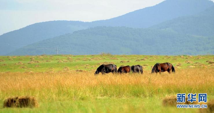 北国筑起绿色长城