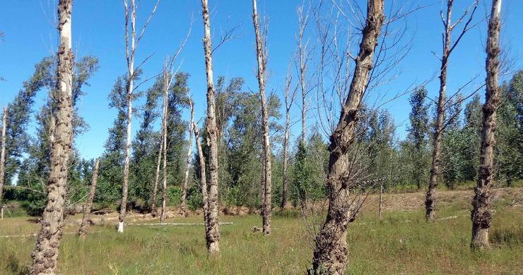 7万亩树木死亡引发的思考