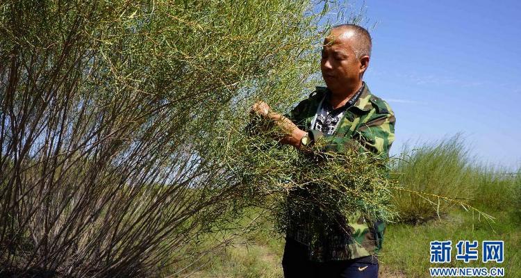 做大做强沙产业 黄沙亦可成黄金